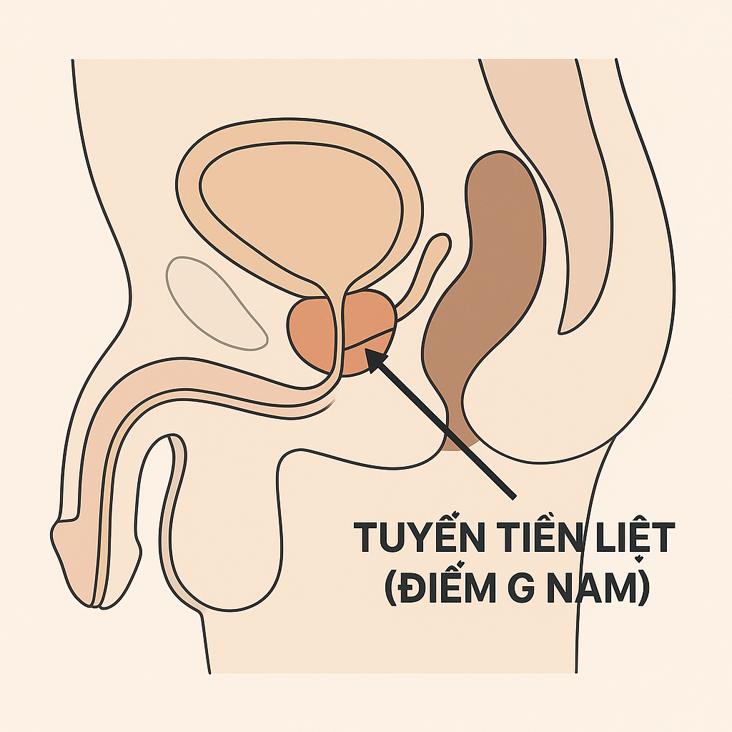 Infographic khoa học về vị trí của tuyến tiền liệt (điểm G nam giới), nằm ở thành trước trực tràng, bên dưới bàng quang.